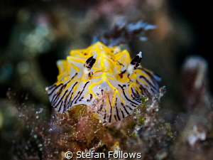 Well, That Was Awkward ... !

Nudibranch - Reticulidia ... by Stefan Follows 